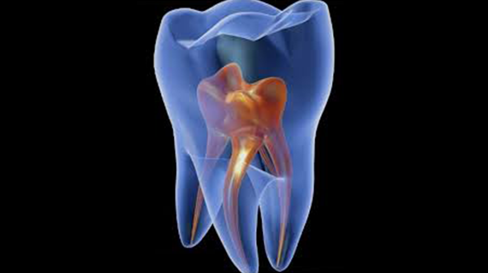 Endodonzia
